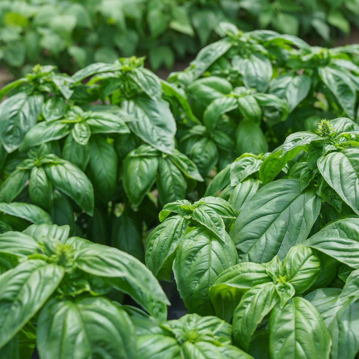 Basil