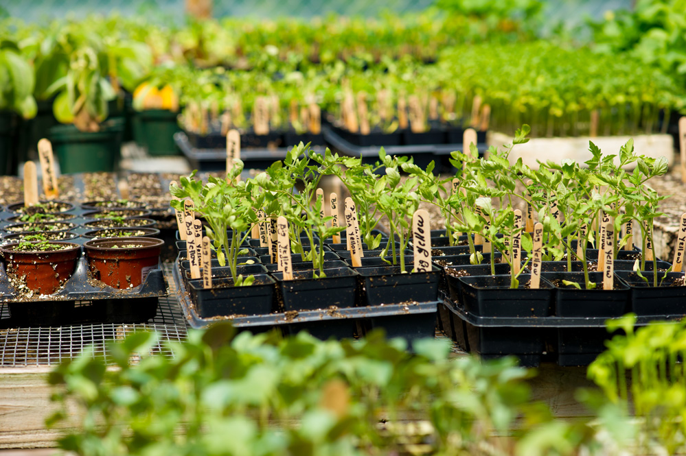 Bedding Plants
