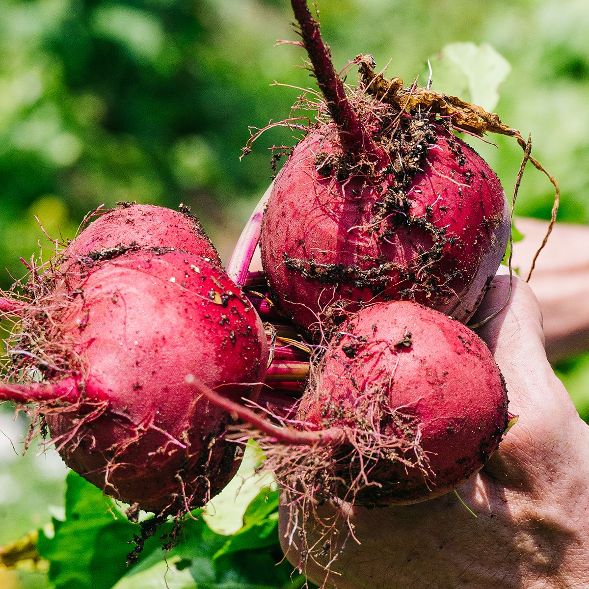 Beets