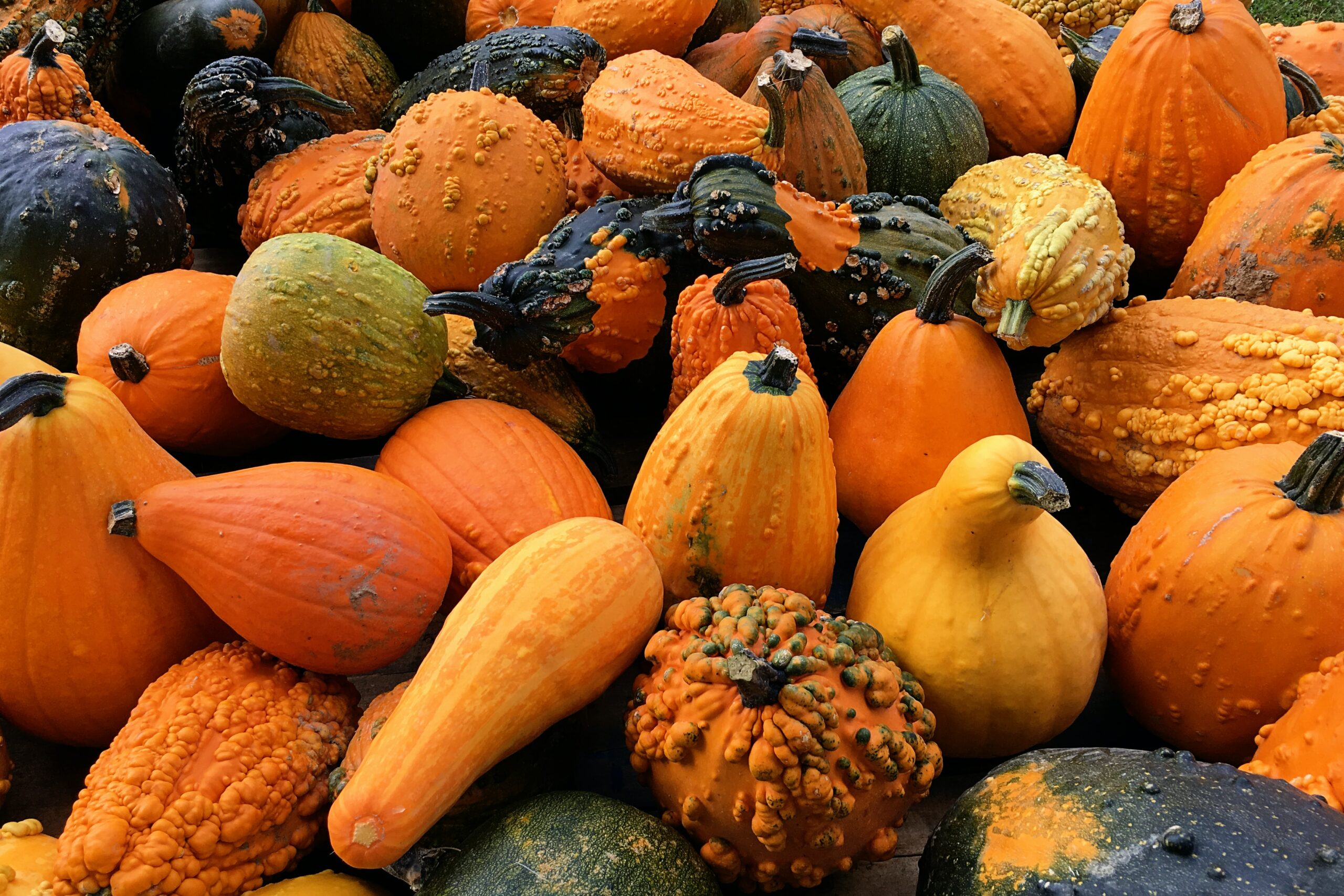 Gourds