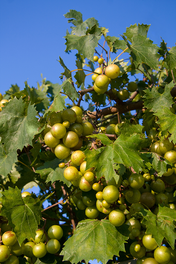 Muscadine Grapes